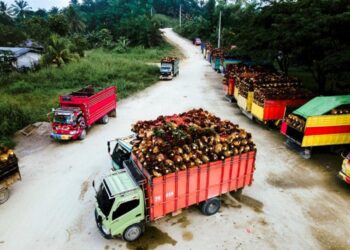 Harga TBS Sawit Petani
