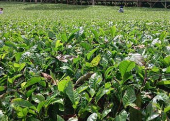 Petani Teh Enggan Manfaatkan KUR, Begini Sebabnya
