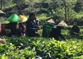 Kunjungan Kerja Anggota DPD RI Alfansyah "Komeng" Bustami di Perkebunan Teh Rakyat di Ciwidey, Jawa Barat