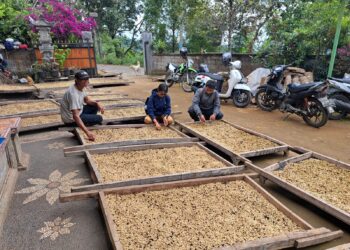 Delegasi Jepang Tinjau Pascapanen Kopi dan Pala Terkait Residu
