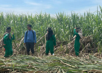 Kementan Catat Produksi Gula 2025 Capai 2,67 Juta Ton