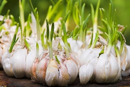 Kementan Perkuat Perbenihan Bawang Putih