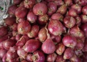 BRIN Temukan Potensi Peningkatan Produktivitas Bawang Merah melalui Metabolomik