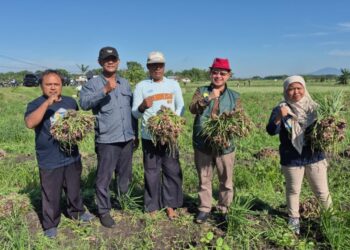 Kementan Sebut Produksi Bawang Merah Masih Terkendali