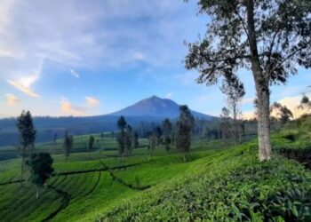 Mendes akan Maksimalkan Potensi Desa, Termasuk Wisata Teh