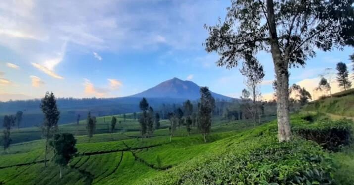 Mendes akan Maksimalkan Potensi Desa, Termasuk Wisata Teh