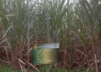 Kementan Mulai Salurkan Benih Unggul Tebu asal KBD ke Petani