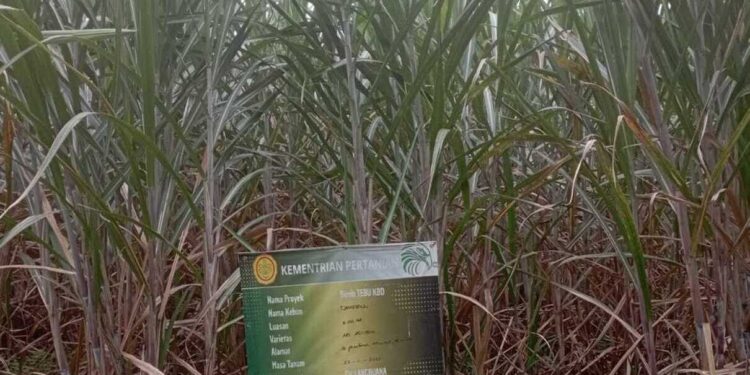 Kementan Mulai Salurkan Benih Unggul Tebu asal KBD ke Petani