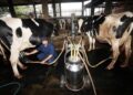 Dewan Persusuan Sebut Produksi Susu Segar Jauh dari Kebutuhan
