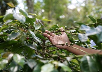 Kemenkum Tinjau Indikasi Geografis Kopi Lintong dan Kopi Samosir
