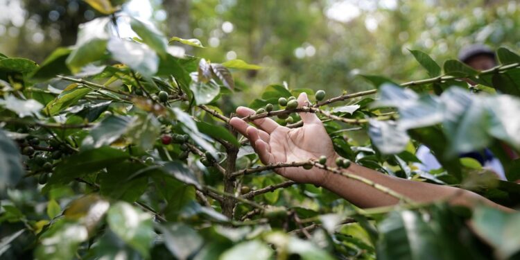 Kemenkum Tinjau Indikasi Geografis Kopi Lintong dan Kopi Samosir