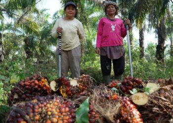 Koperasi Jadi Pilar Utama Strategi Agrinas Palma Bangun Perkebunan