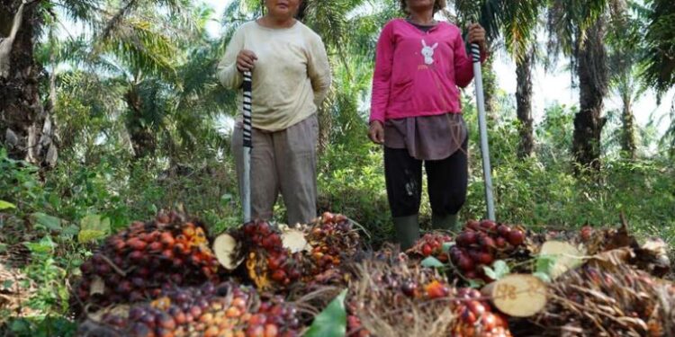 Koperasi Jadi Pilar Utama Strategi Agrinas Palma Bangun Perkebunan