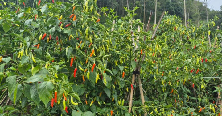 Petani Diimbau Tidak Gunakan Paracetamol untuk Tanaman Cabai