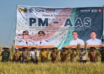 Pertanian Modern Dongkrak Produktivitas Gabah 10 Ton Per Hektare